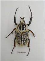 藏品(金龜子科(十一))的圖片